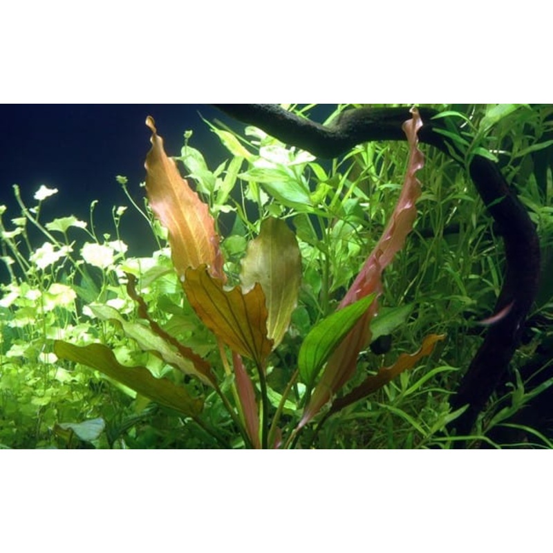 Echinodorus (Rose Sword)