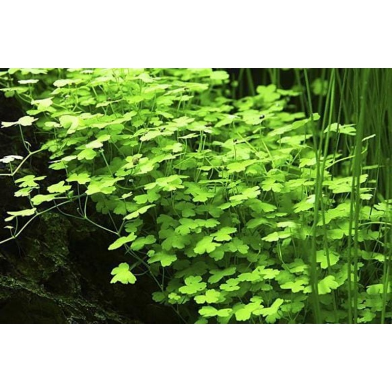 Hydrocotyle tripartita 'Mini'