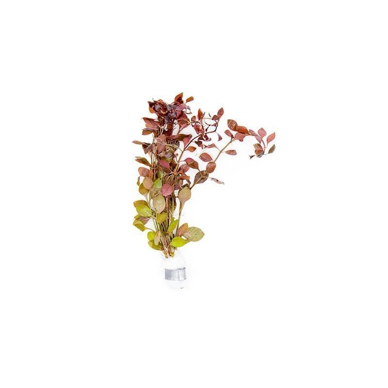 Ludwigia Natans 'Super Red'