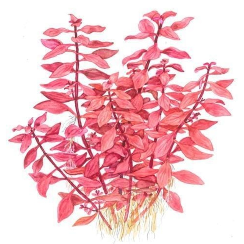 Ludwigia palustris "Super Red"