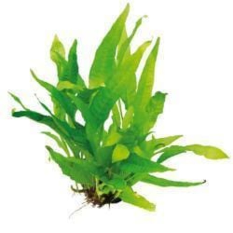 Microsorum pteropus (Java Fern)