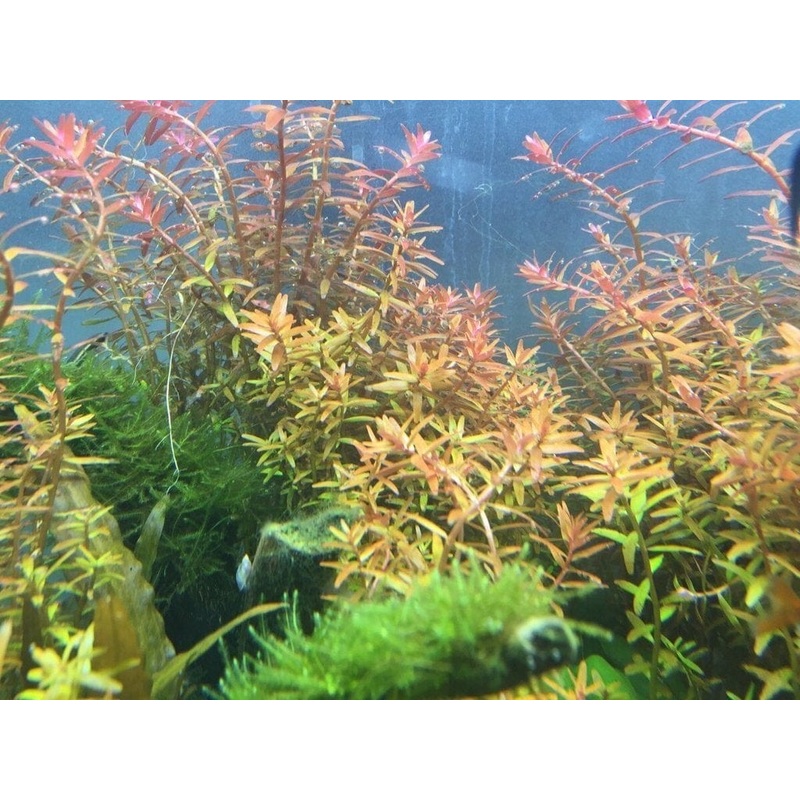 Rotala sp. 'Fujian'
