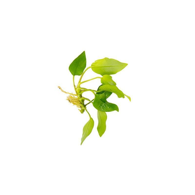 Anubias barteri var. nana 'Golden'