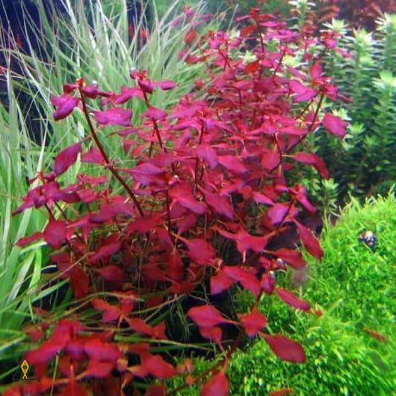 Ludwigia repens 'Super Red'
