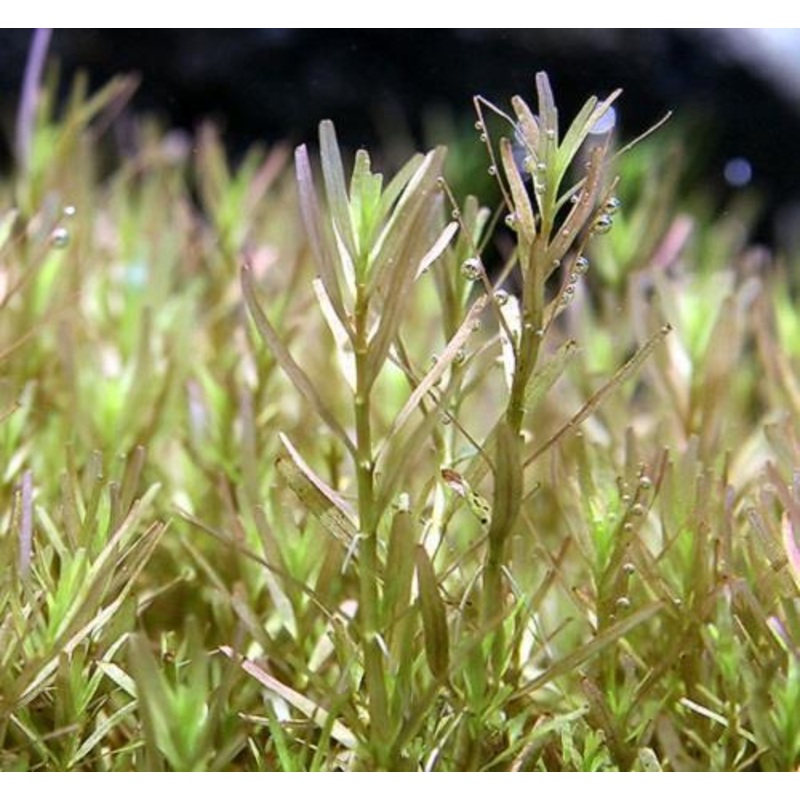 Rotala sp. 'Wayanad'