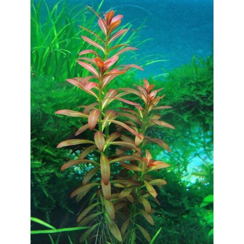 Ammannia sp. 'Sulawesi'