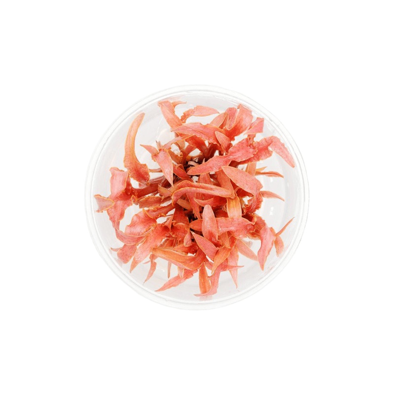 Cryptocoryne albida 'Red'