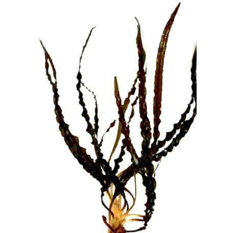 Cryptocoryne spiralis 'Red'
