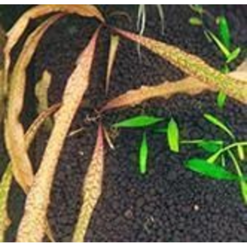Cryptocoryne spiralis 'Tiger'