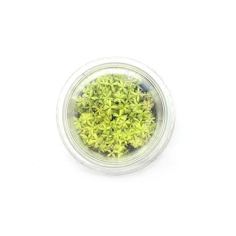 Rotala rotundifolia 'Platinum'
