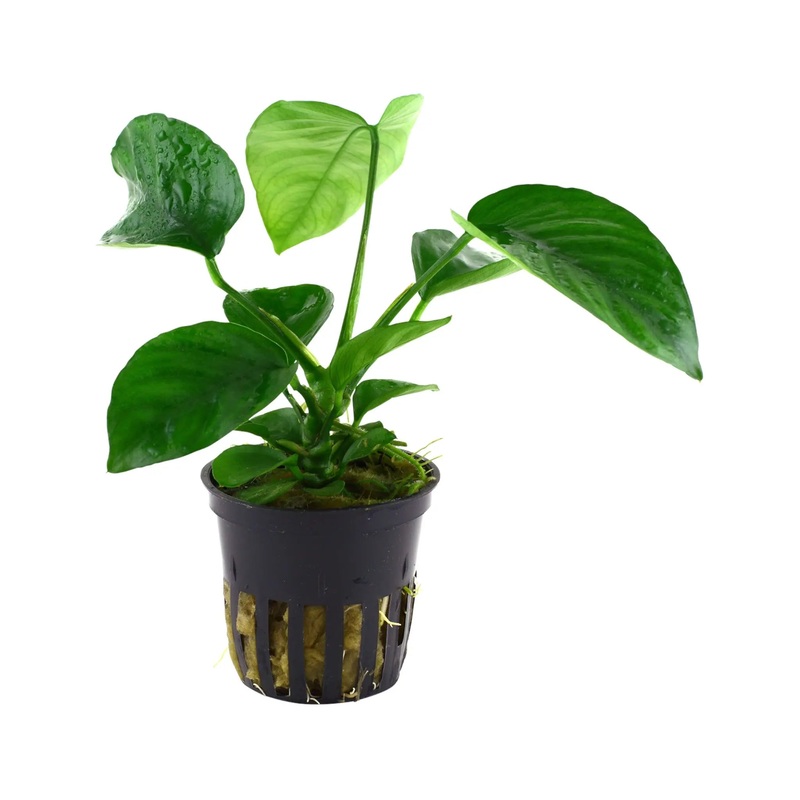 Anubias barteri var. caladiifolia