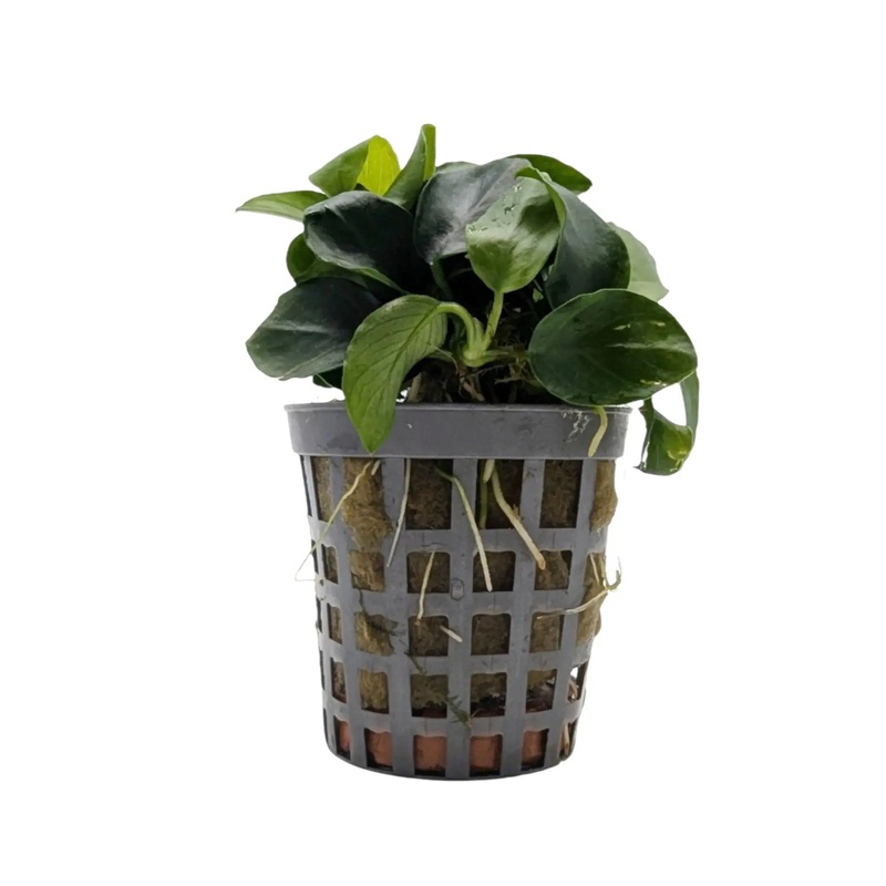 Anubias nana bonzai