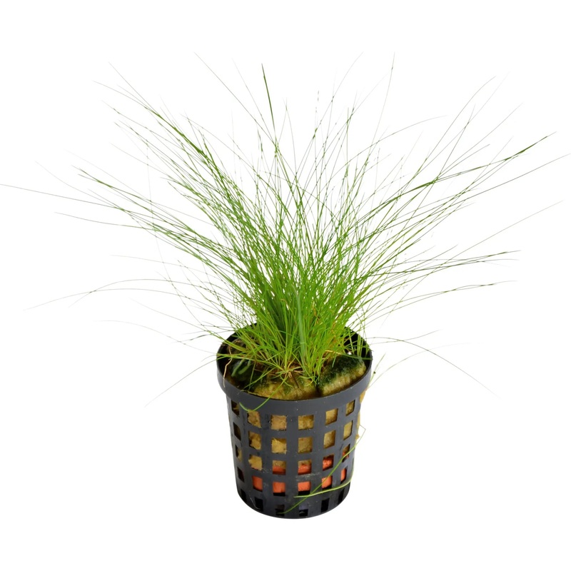 Eleocharis acicularis | dwarf hairgrass