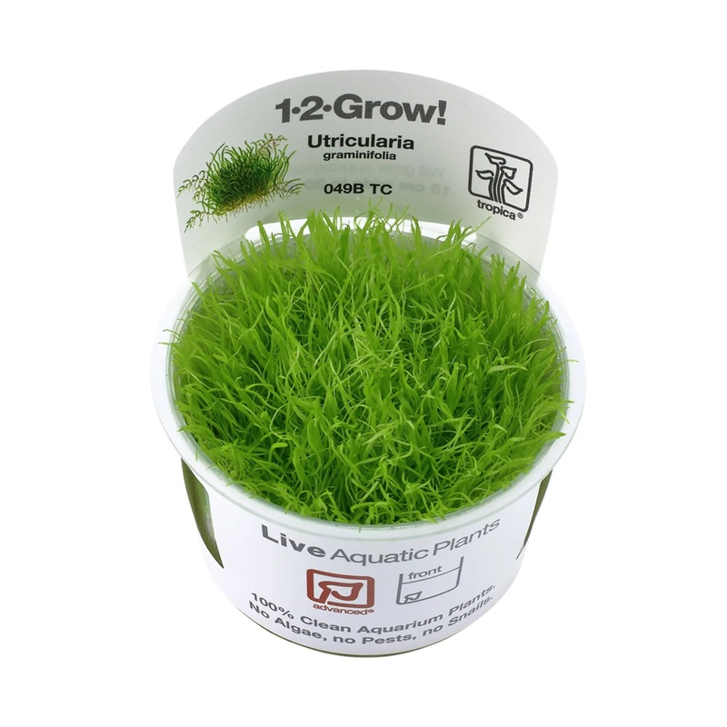 Tropica Utricularia graminifolia 1-2-GROW!