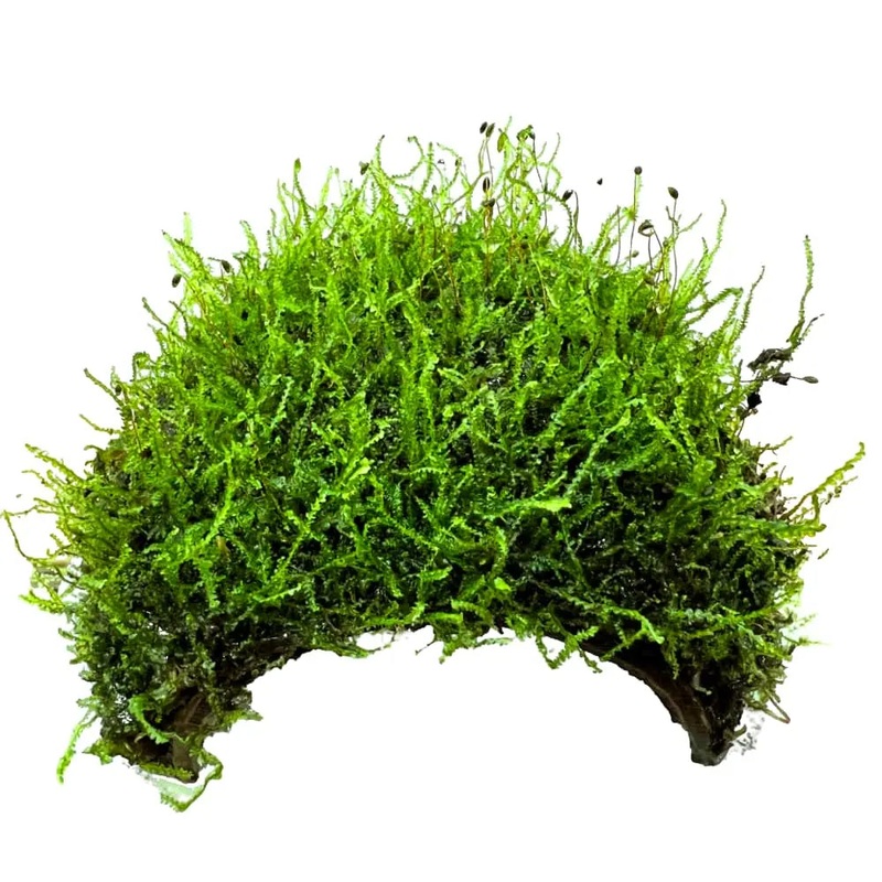 3 Hole Coconut with Moss - adds colour and shelter