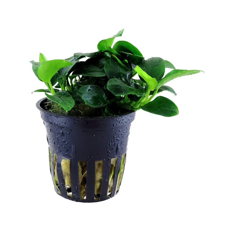 Anubias barteri Petite