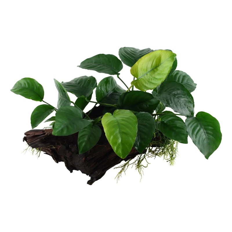 Anubias barteri sp on Bogwood
