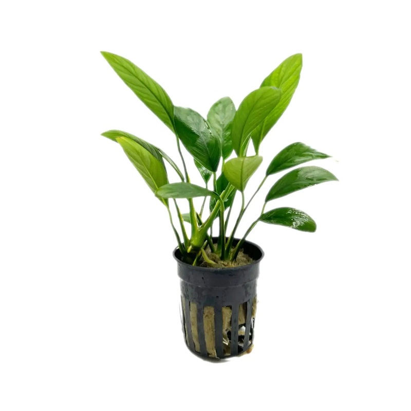 Anubias barteri var. glabra