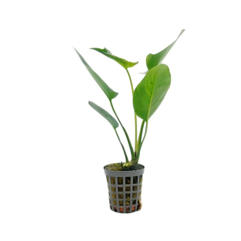 Anubias hastifolia
