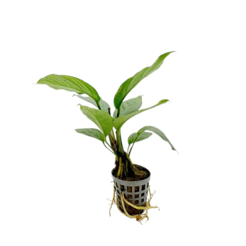 Anubias heterophylla
