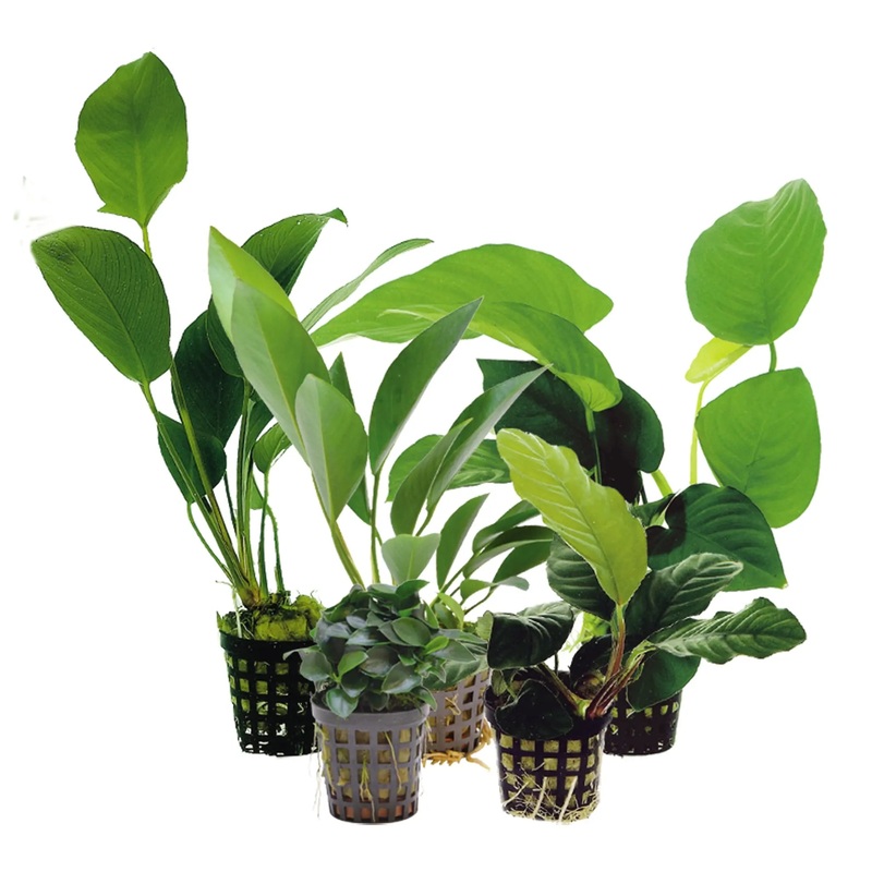 Anubias Lucky Dip (1 plant)