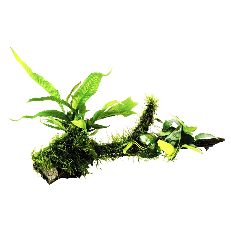 Anubias, Microsorum and Moss on Wood - Large