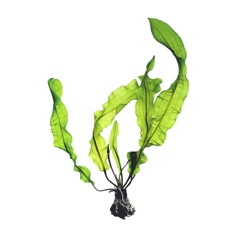 Aponogeton longiplumulosis (WITH LEAVES)