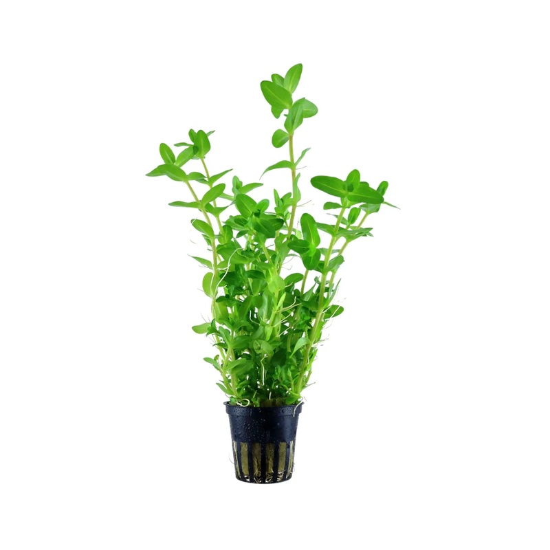 Bacopa amplexicaulis (Giant bacopa)