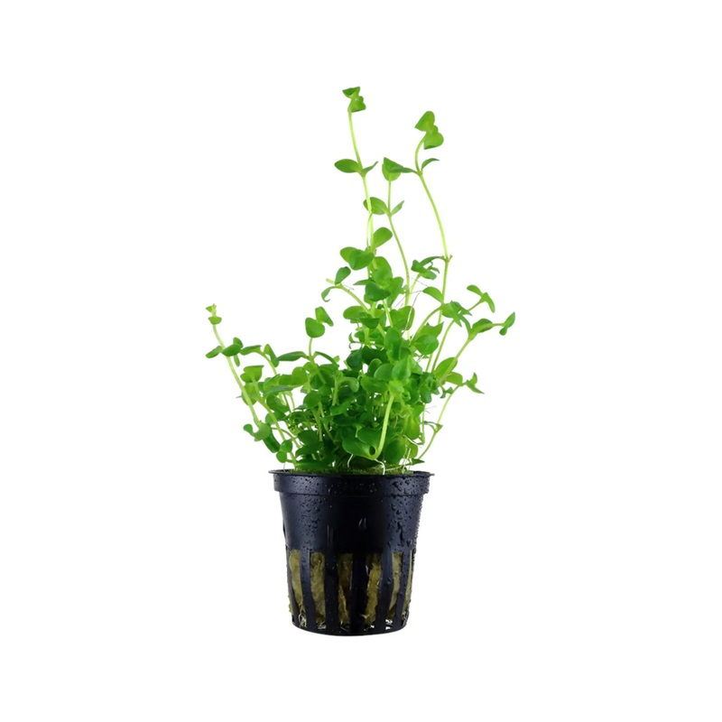 Bacopa australis (Australian bacopa)