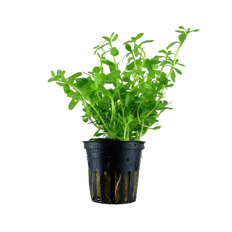 Bacopa monnieri compacta