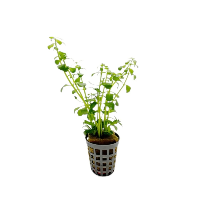 Bacopa monnieri (Moneywort)