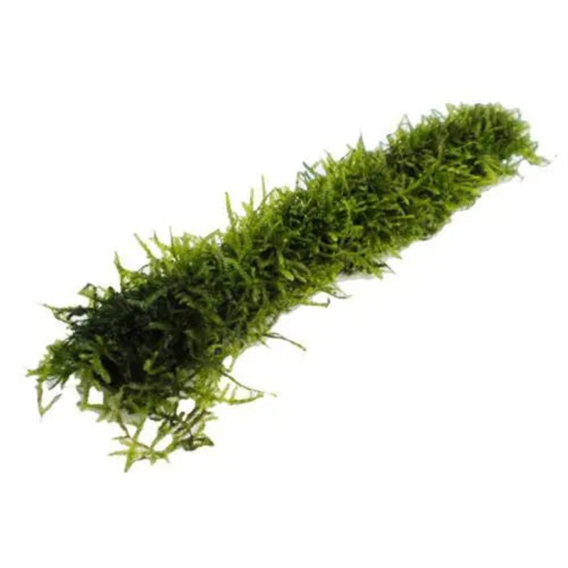 Bamboo Stick with Java Moss