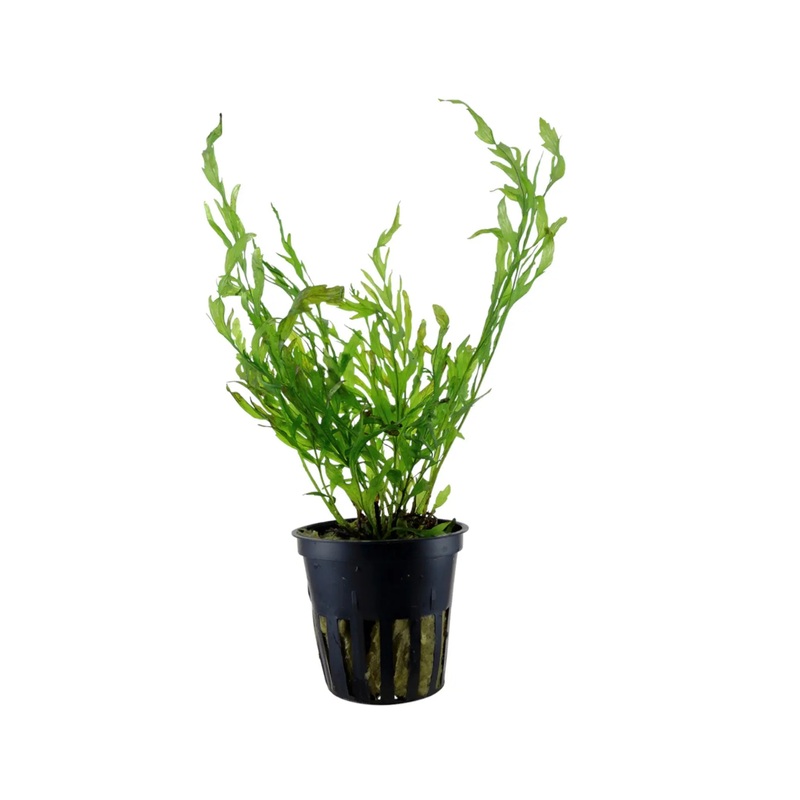 Bolbitis heudelotii (Congo fern)