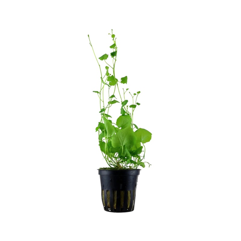 Cardamine lyrata (Japanese cress)