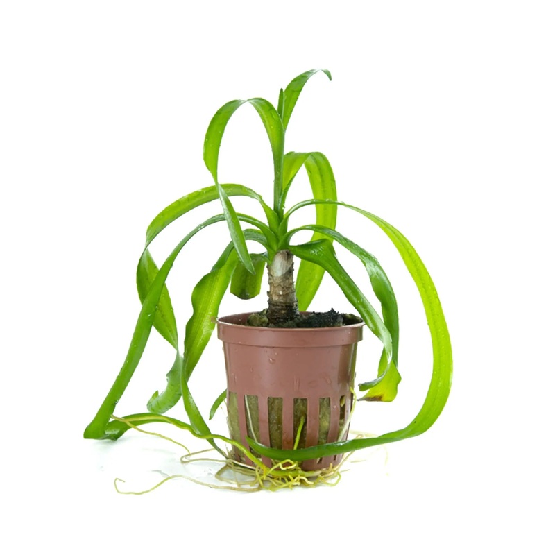 Crinum thaianum (Water onion)