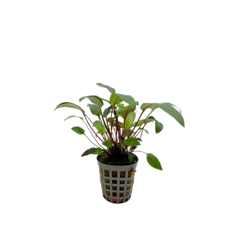 Cryptocoryne beckettii