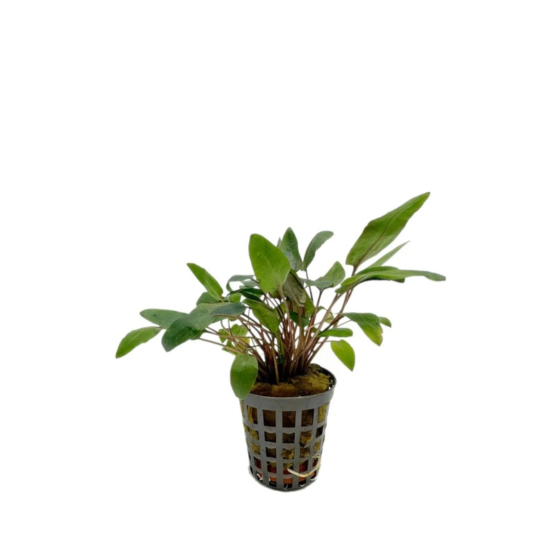 Cryptocoryne bullosa