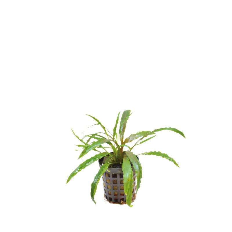 Cryptocoryne costata