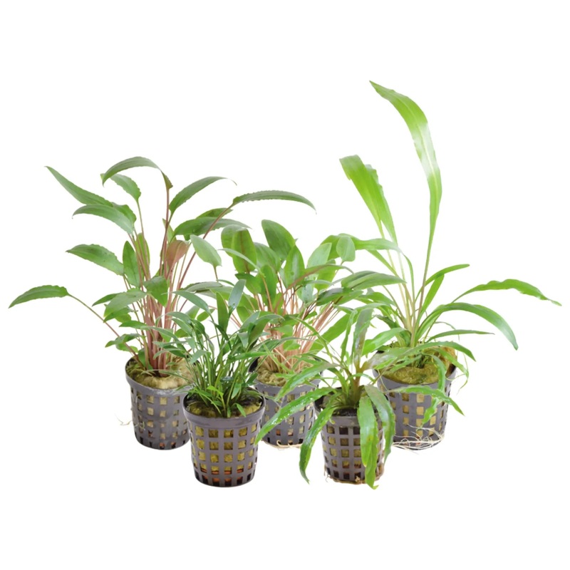 Cryptocoryne Lucky Dip (1 plant)