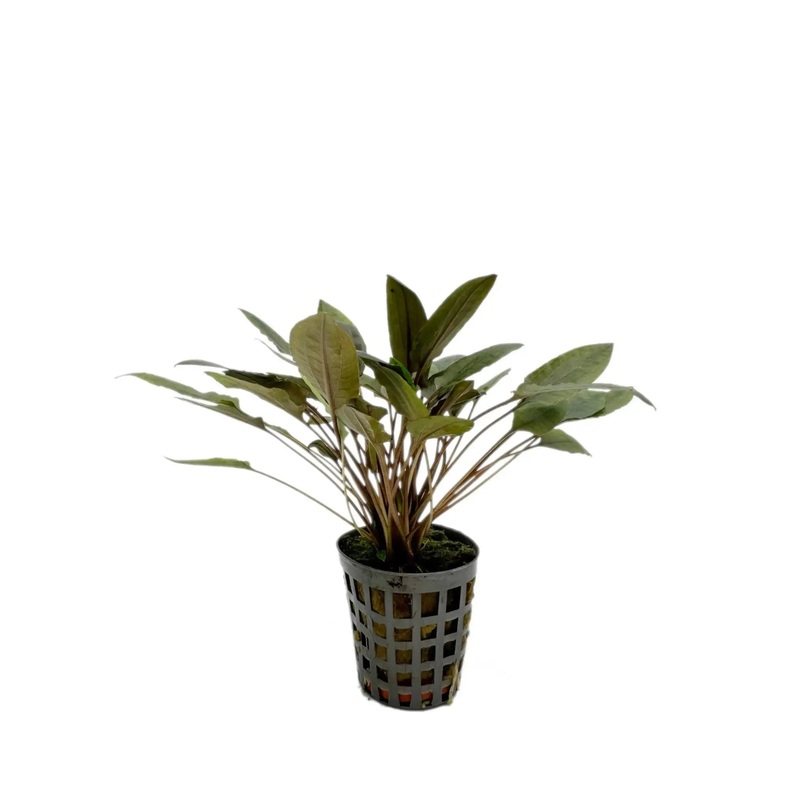Cryptocoryne moehlmannii