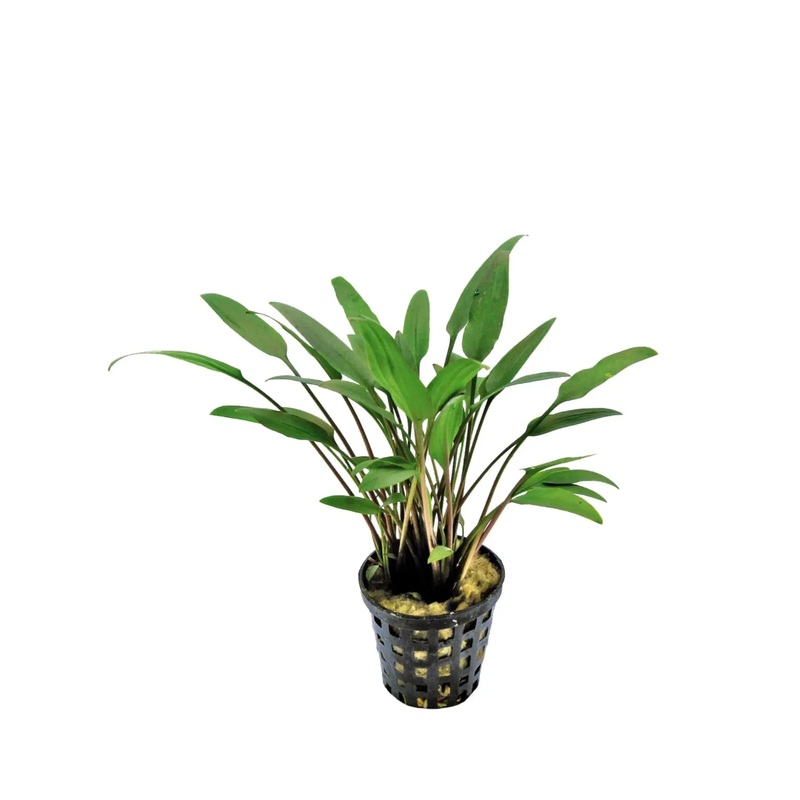 Cryptocoryne nevelli