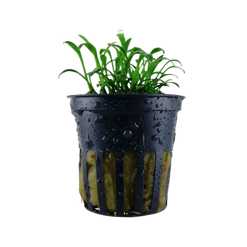 Cryptocoryne parva (Tiny cryptocoryne)