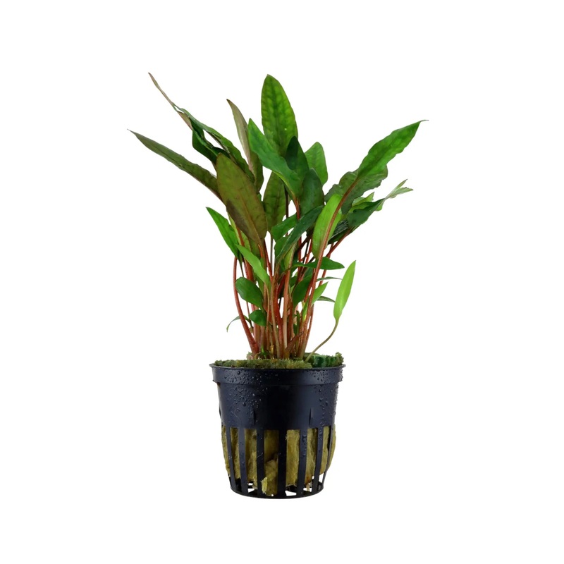 Cryptocoryne petchii