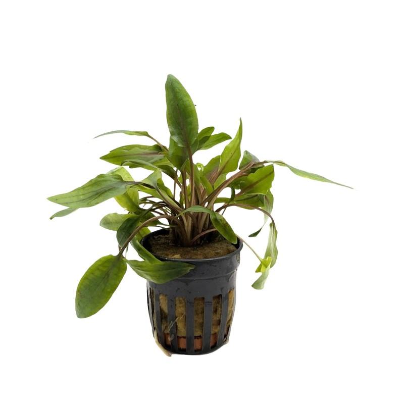 Cryptocoryne undulatus Green