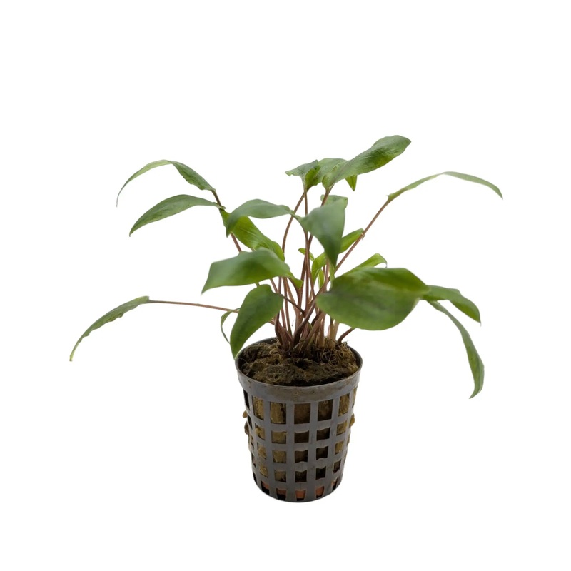 Cryptocoryne undulatus kasselman