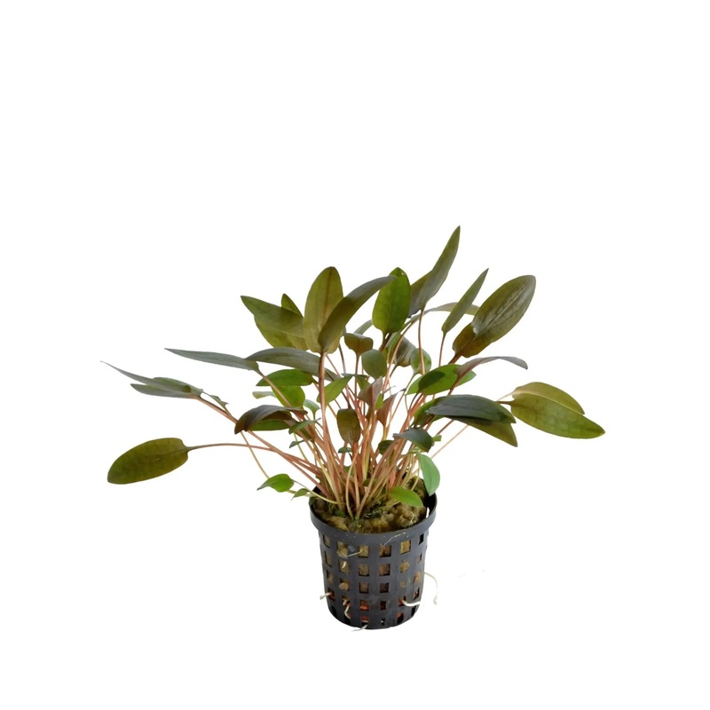 Cryptocoryne wendtii brown