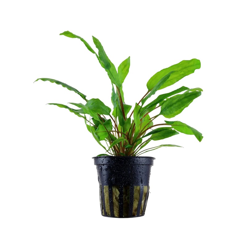 Cryptocoryne wendtii green