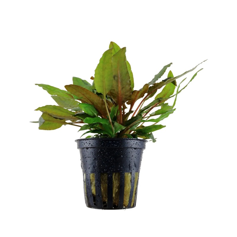 Cryptocoryne wendtii Tropica (Crypt Bronze)