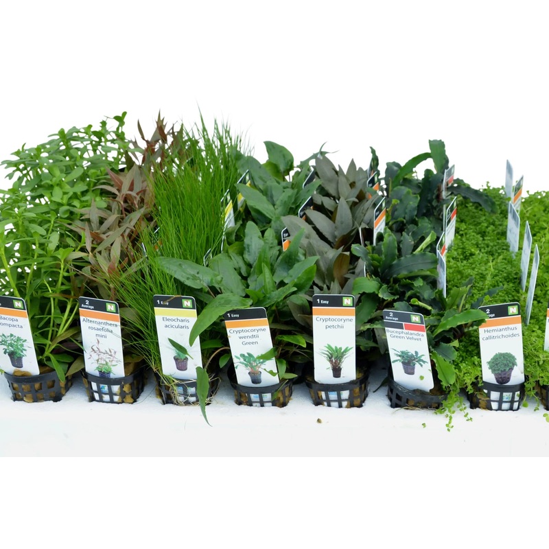 Discus Mixed Box of Aquarium Plants