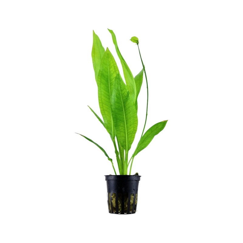 Echinodorus bleheri (Amazon sword)